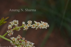 Buchanania axillaris